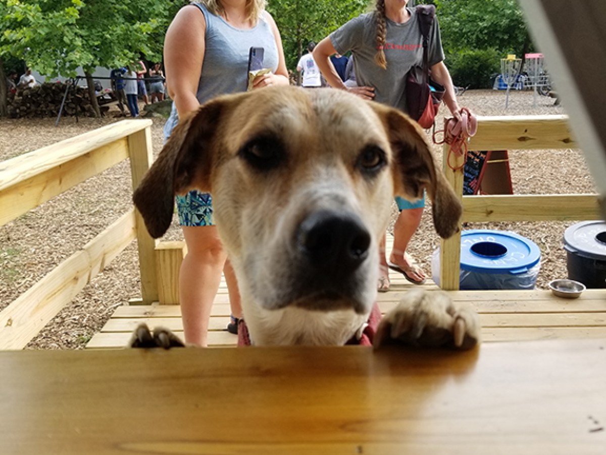 a dog standing on top of a wooden table