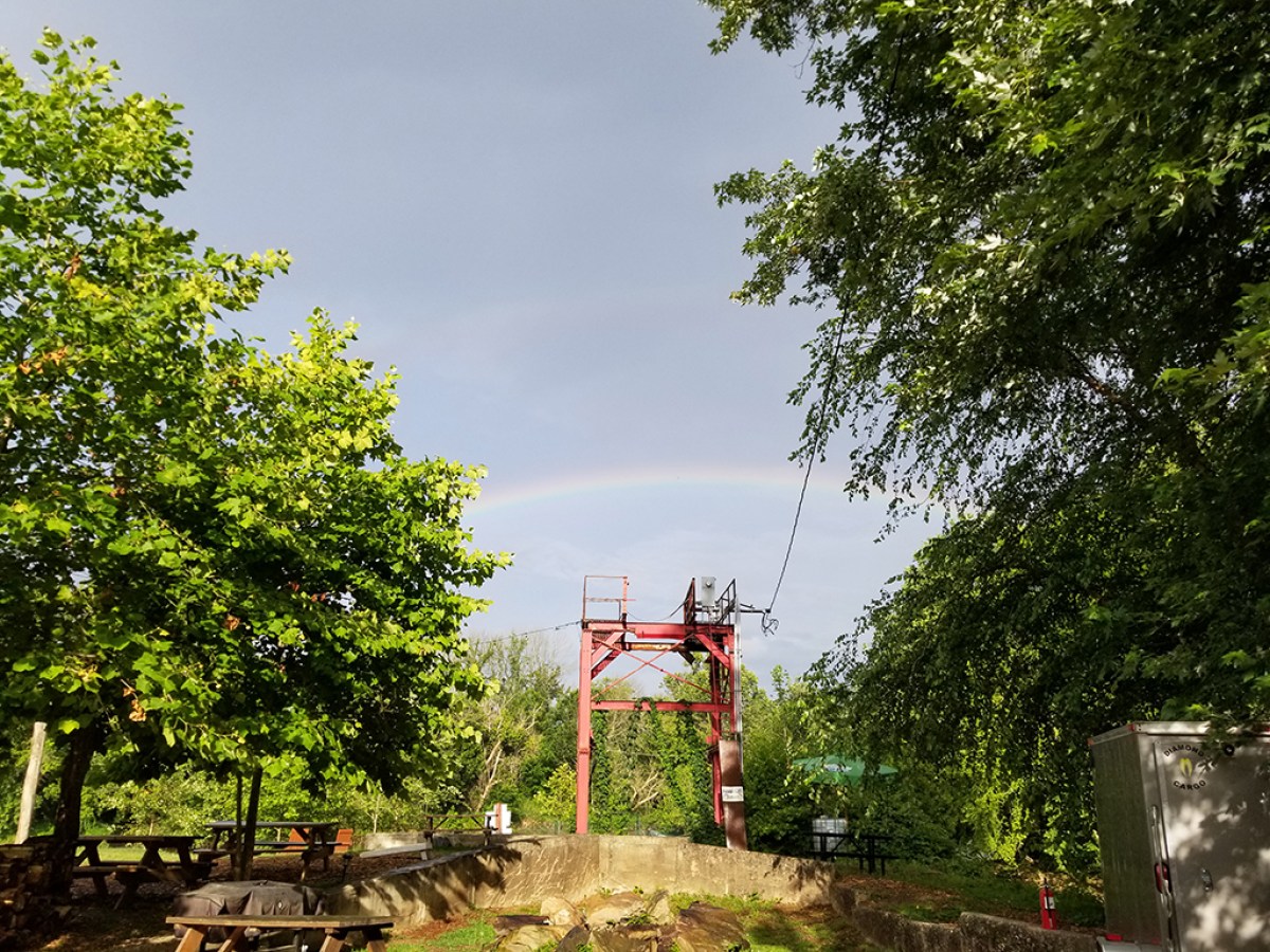 a tree in the middle of the street