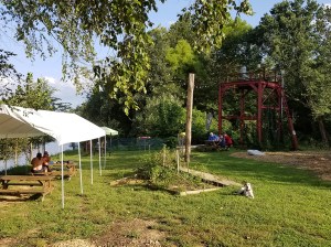 a tree in the middle of a field